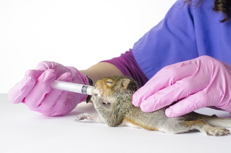 A vetrinary technician feeds a young squirrel from a syringe の写真素材