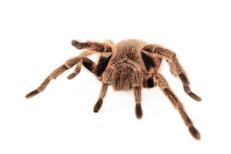 Chilean rose tarantula isolated on white background の写真素材