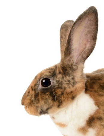 Mini rex rabbit isolated on White background の写真素材