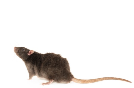 Rex rat isolated in front of white background の写真素材
