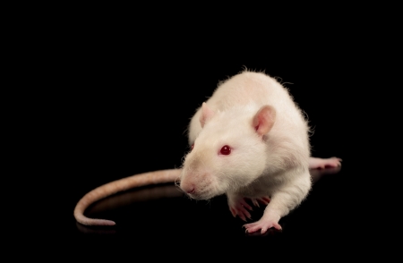 Rex rat isolated in front of black background の写真素材