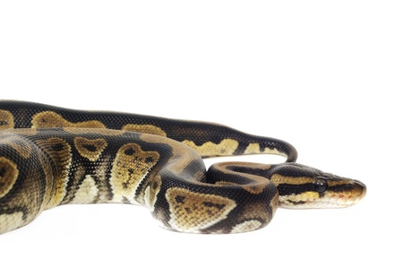 Ball Python on white background.