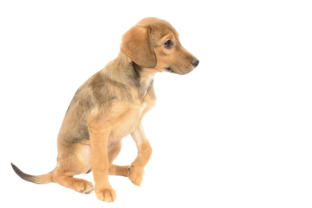 Labrador Shepherd puppy on white background.の写真素材