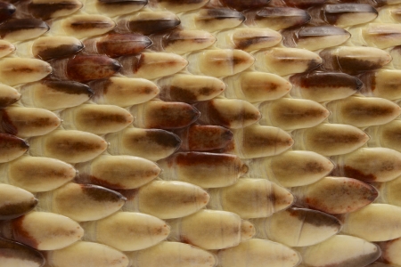 High resolution closeup of gopher snake scaled skin.