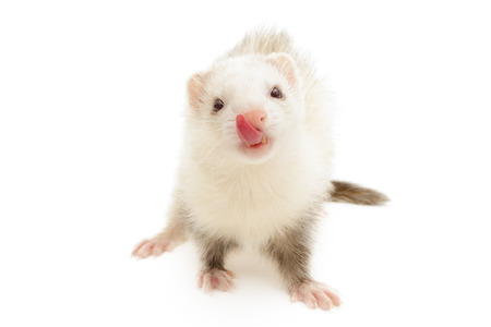 Closeup of a white ferret isolated in front of a white background.の写真素材