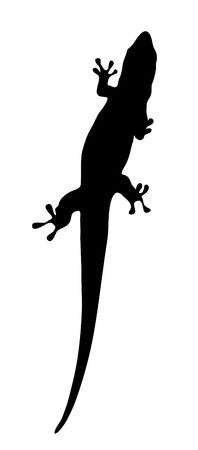 Vector graphic outline of a Madagascar day gecko.のイラスト素材