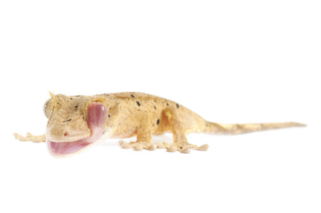 Spotted Crested Gecko isolated on white .の写真素材