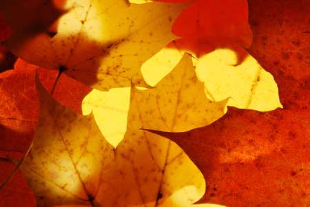 Autumn leaves