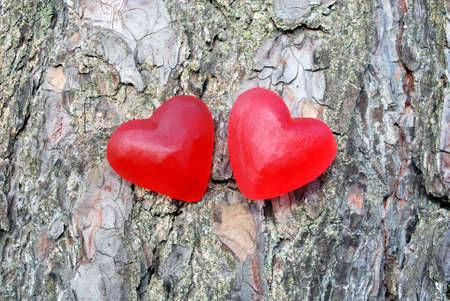 Red heart on a treeの写真素材