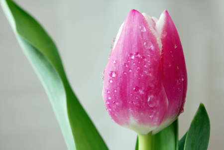 Pink tulip with water dropsの写真素材