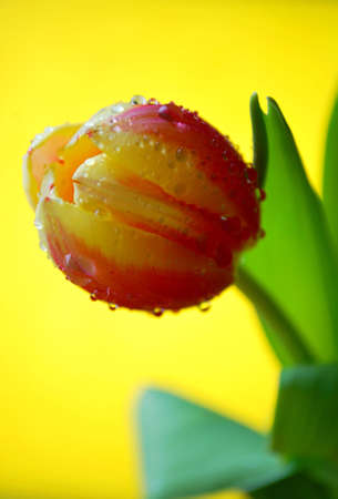 Tulip with a yellow backgroundの写真素材