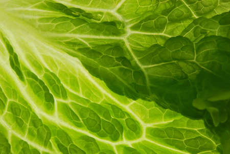 Lettuceの写真素材