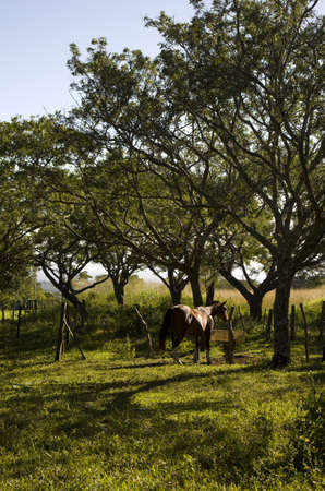 Horse under a tree の写真素材