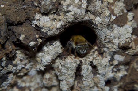 Central American stingless bee at hive entrance 