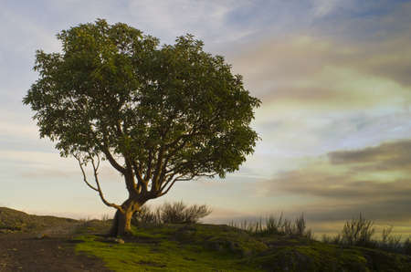 Lone Arbutus tree on hilltop at sunset