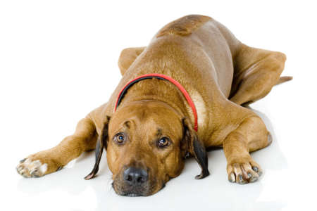 A Rhodesian Ridgeback lying down on white backgroundの写真素材