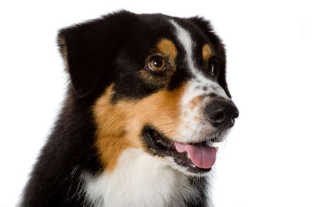 An Australian Shepherd dog photographed in studioの写真素材