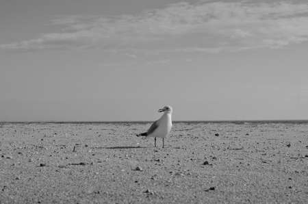 Gull holding the peanut in his beak