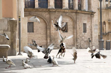 Dog is playing with pigeons in squareの写真素材