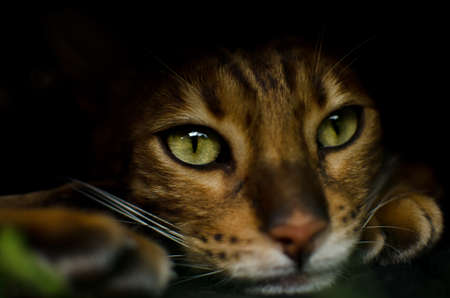 Cat is watching world outsideの写真素材