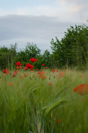 Red poppy flower in green grassの写真素材