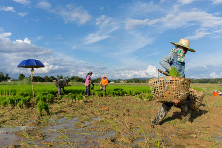 a farmer scatters the young plantのeditorial素材