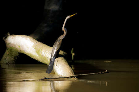 oriental darterの写真素材