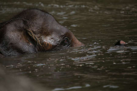 pygmy elephantの写真素材
