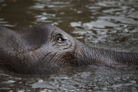 pygmy elephantの写真素材