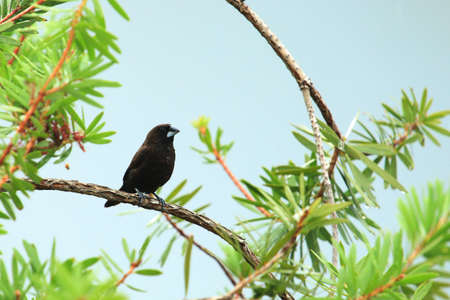 burung pipitの写真素材