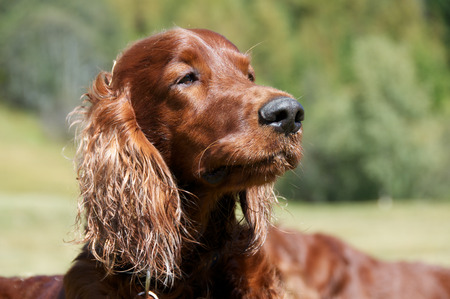 dog in meadowの写真素材