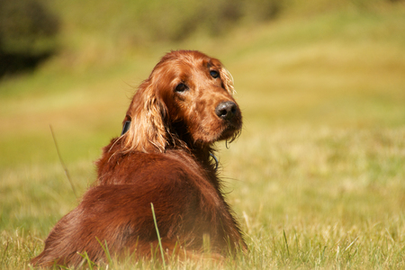 dog in meadow