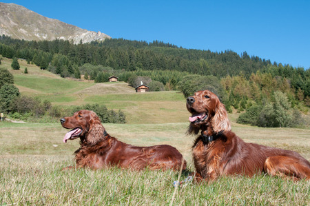 dogs in meadow