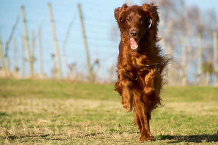dog is running