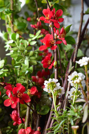Garden flowersの写真素材