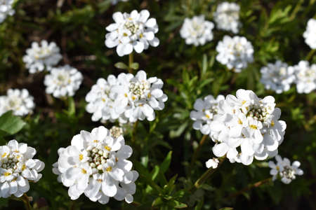 Blooming spring flowers.の写真素材