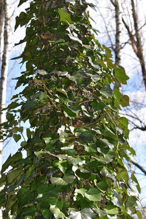 Ivy growing on a treeの写真素材