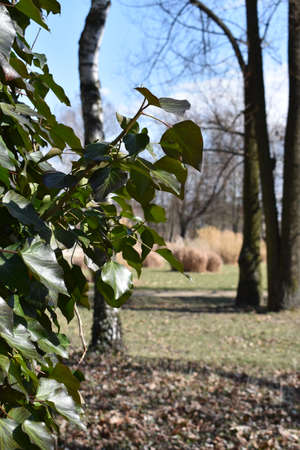 Ivy leafs in the parkの写真素材