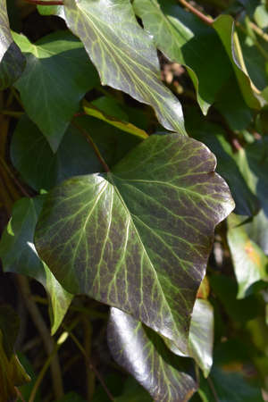 Ivy leaf macroの写真素材