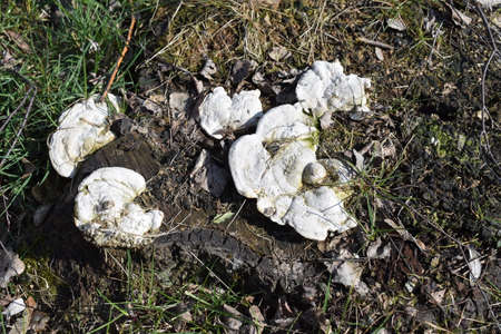 mushroom growing on old choped treeの写真素材