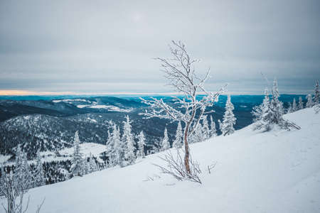 Magical frozen snow-covered tree at the top of snow mountain. Panoramic view to winter  hills on a background at cloudy dayの写真素材