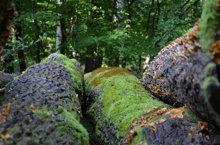 Tree trunks with mushrooms and moss