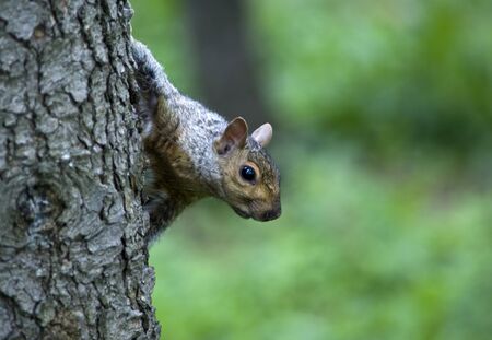 Shot of a squirrel in a forest