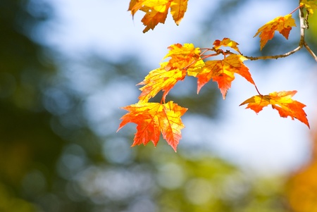 Autumn foliage