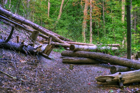 Trees