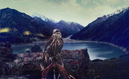 Hunting for Pheasans with Falcon Sakerの写真素材