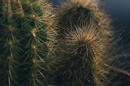 Houseplant different cactuses with spiderweb close-up spikes