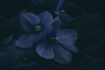 Beautiful Purple Violet Flowers Close-up macro pestil