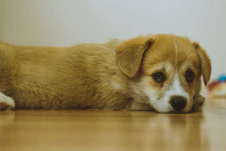 Sad corgi puppy sleepy on the floorの写真素材