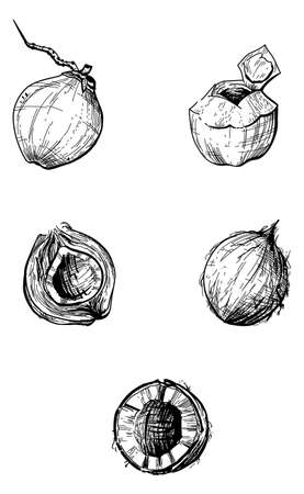 Black and white set of hand drawn illustration coconutのイラスト素材